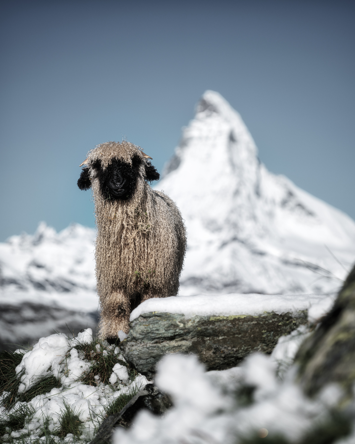 Matterhorn mit Schwarznasenschaf
