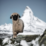 Matterhorn mit Schwarznasenschaf