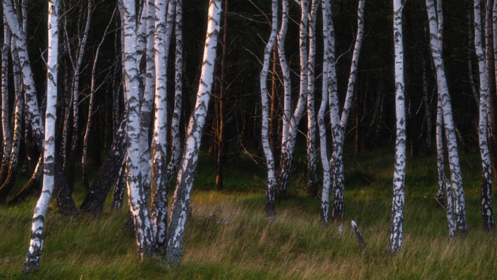 Birkenwald im Sonnenuntergang in Schweden