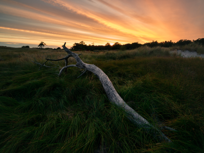 Baum im grad mit drastischen Sonnenuntergang Schweden