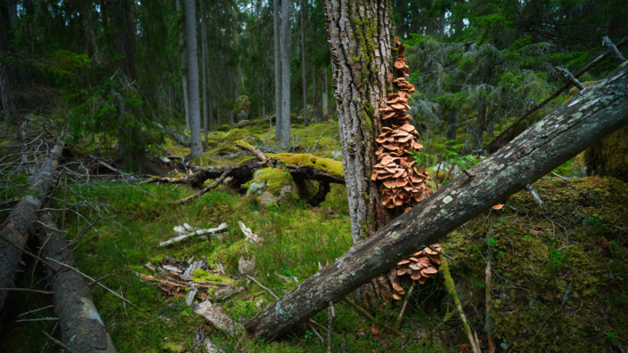 Tresticklan Nationalpark, unebrührte Natur