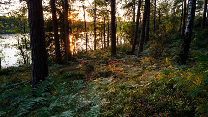 Sonnenuntergang am See hätteboda camping
