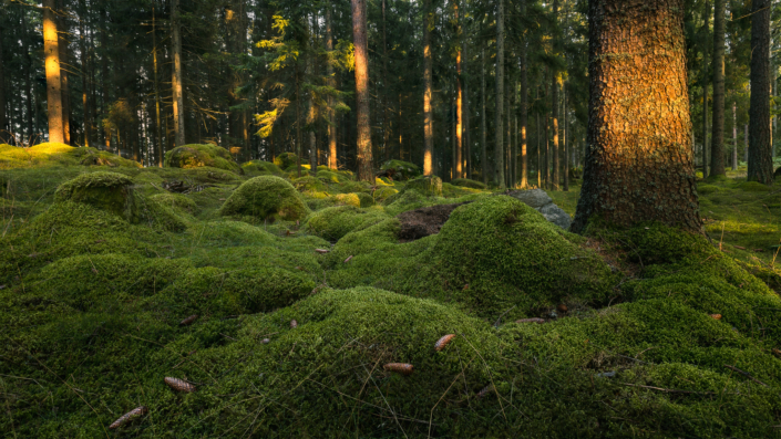 Sonnenuntergang im Mooswald hätteboda camping