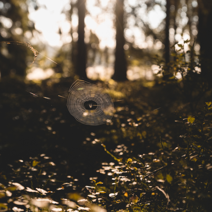 Spinnennetz im Morgentau