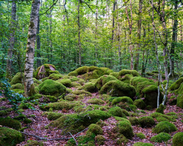 hätteboda camping Wald