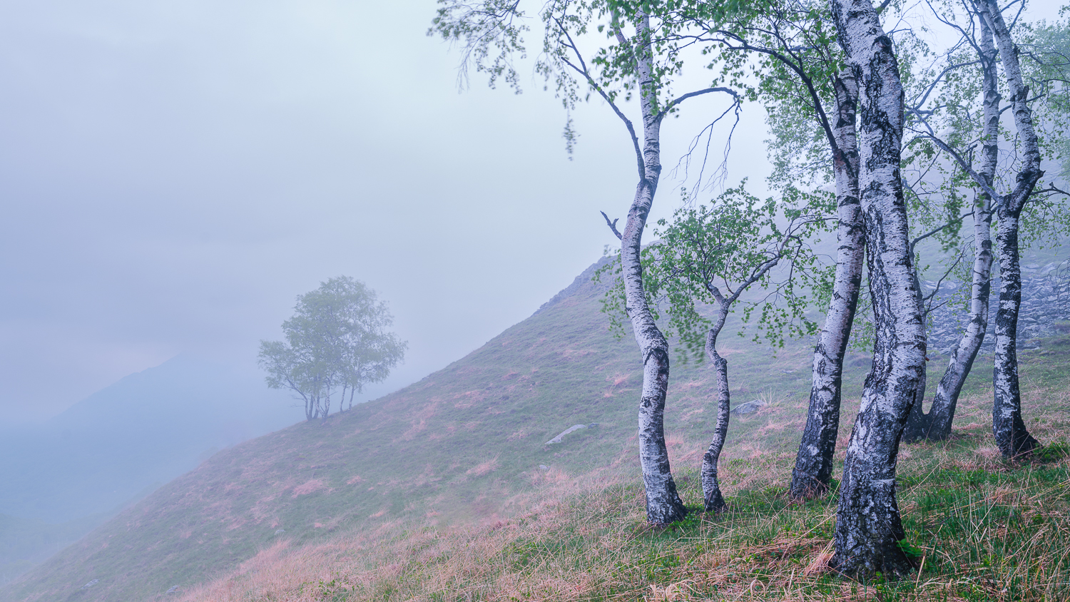 Birkenwald mit Nebel
